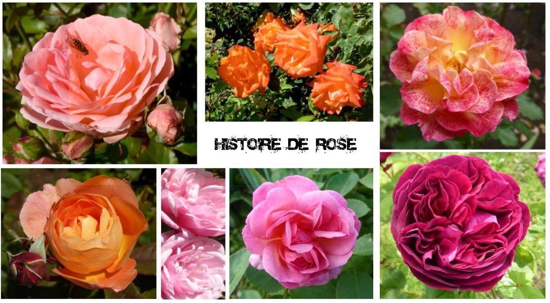 Au Rendez Vous De L'Auxois B&B Essey Ngoại thất bức ảnh